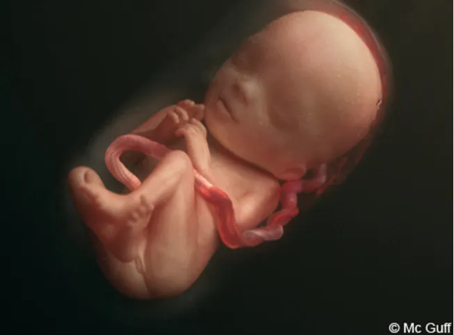 Semaine 21 De Grossesse 23 Sa De Grossesse 21eme Semaine Parents Fr